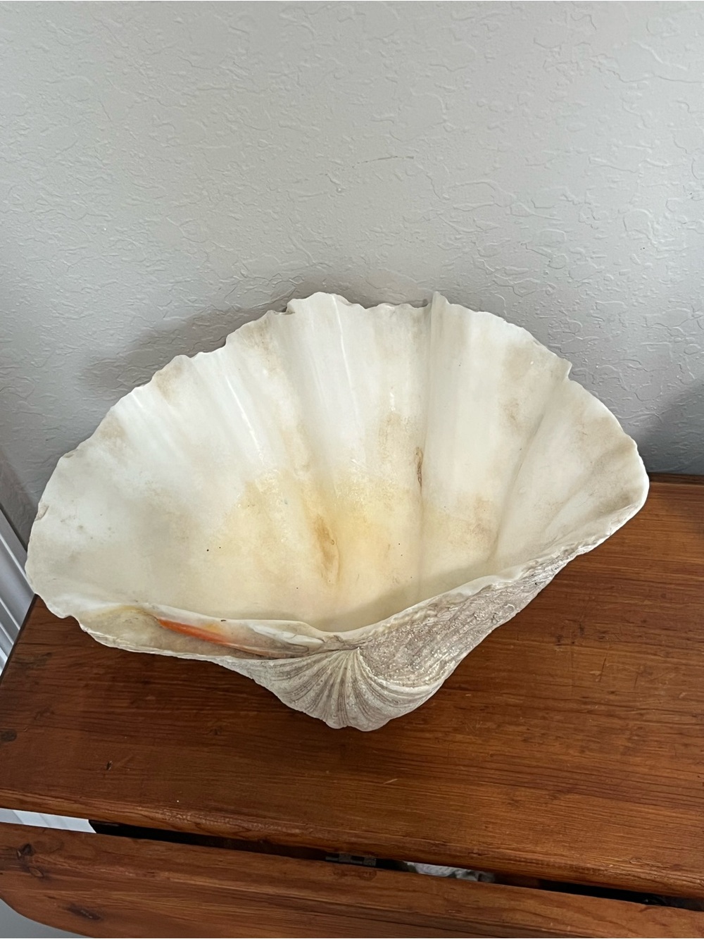 Giant Clam Shell Vintage Fossilized 13 x9 Rare Collectible Natures beauty